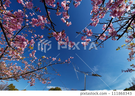 Kawazuzakura in Kohoku New Town/Chigasaki Park 111868343