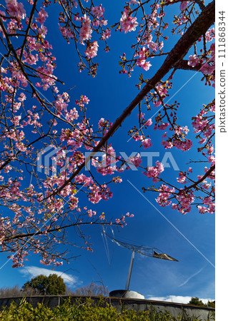 Kawazuzakura in Kohoku New Town/Chigasaki Park 111868344