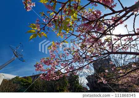 Kawazuzakura in Kohoku New Town/Chigasaki Park 111868345