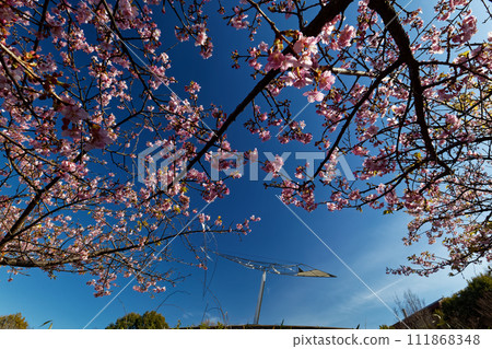 Kawazuzakura in Kohoku New Town/Chigasaki Park 111868348