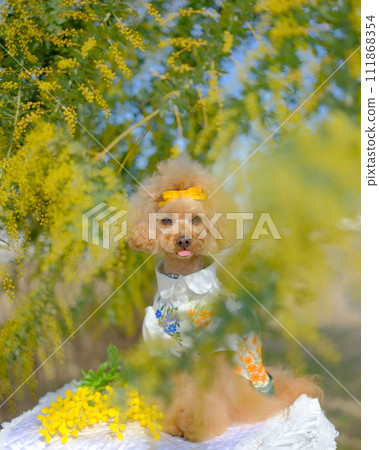 Mimosa and cute toy poodle Mimosa and cute toy poodle 111868354