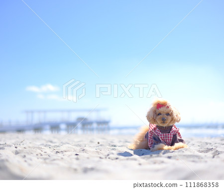 玩具貴賓犬在沙灘上玩耍 111868358