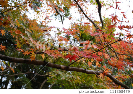 紅色的秋葉從樹枝上生長 111868479