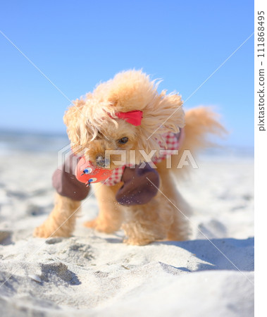 玩具貴賓犬在海灘上玩耍 111868495