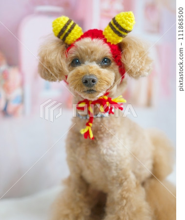 Toy poodle that becomes a demon 111868500