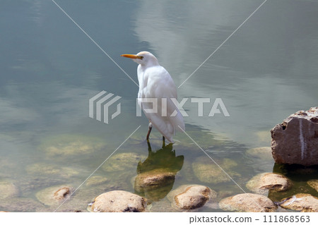 Little egret stands on the shore of the pond (lat .- Egretta garzetta) Little egret stands on the shore of the pond (lat .- Egretta garzetta) 111868563