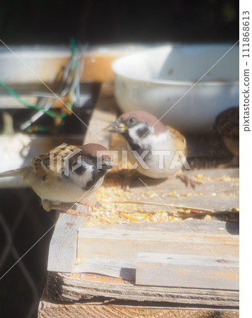 兩隻麻雀來到餵食區 兩隻麻雀來到餵食區 111868613