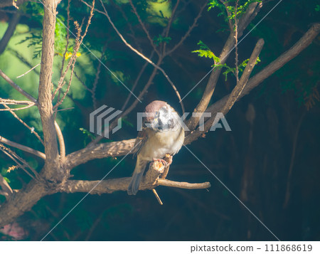 擺姿勢的麻雀 擺姿勢的麻雀 111868619