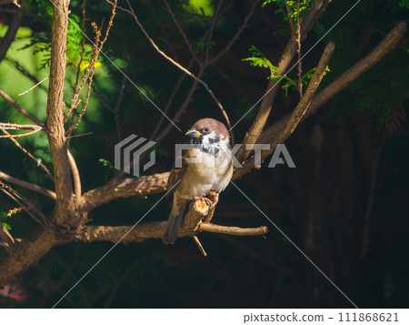 sparrow facing left sparrow facing left 111868621