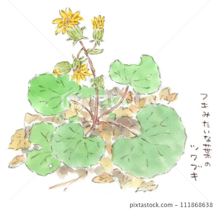 A watercolor illustration of a winter plant, Tsuwabuki (Japanese cicada), which has butterbur-like leaves and dandelion-like yellow flowers. 111868638