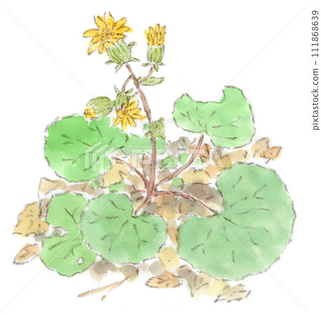 A watercolor illustration of a winter plant, Tsuwabuki (Japanese cicada), which has butterbur-like leaves and dandelion-like yellow flowers. 111868639