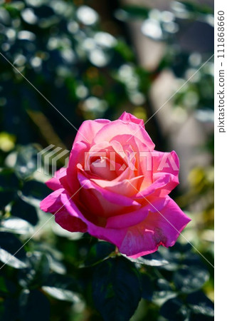 6402 玫瑰芝加哥和平 111868660