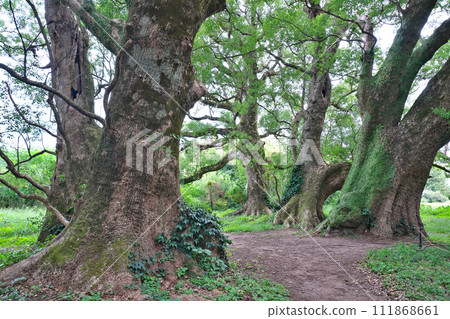[大佑牟圖神社參道上的千本樟樹] 鹿兒島縣日置市吹上町中原 111868661