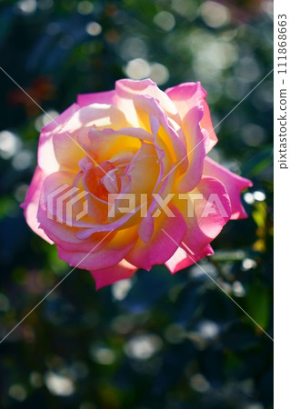 6401 玫瑰芝加哥和平 111868663