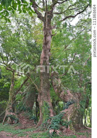 [大佑牟圖神社參道上的千本樟樹] 鹿兒島縣日置市吹上町中原 111868664