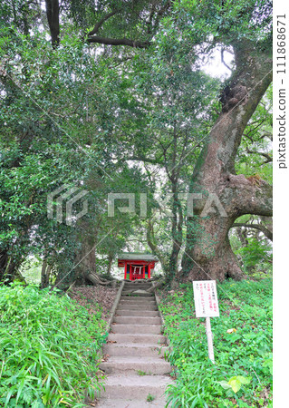 [Senbon camphor tree on the approach to Oyomuto Shrine] Nakahara, Fukiage-cho, Hioki City, Kagoshima Prefecture 111868671