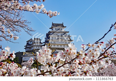 World Heritage Himeji Castle and beautiful cherry blossoms in full bloom, Himeji, Hyogo Prefecture, Japan World Heritage Himeji Castle and beautiful cherry blossoms in full bloom, Himeji, Hyogo Prefecture, Japan 111868763