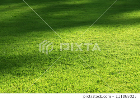 Lawn texture Lawn texture 111869023