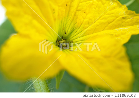 Thrips 04 Thrips 04 111869108
