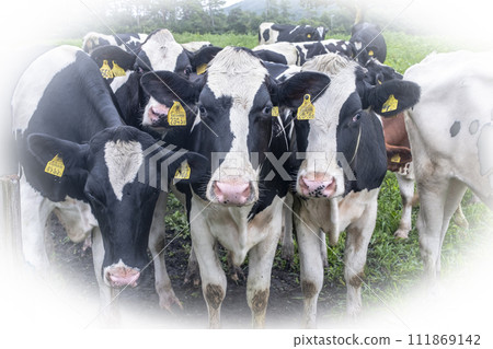 Cows grazing in Daisen (near Daisen Makiba Milk Village) 111869142
