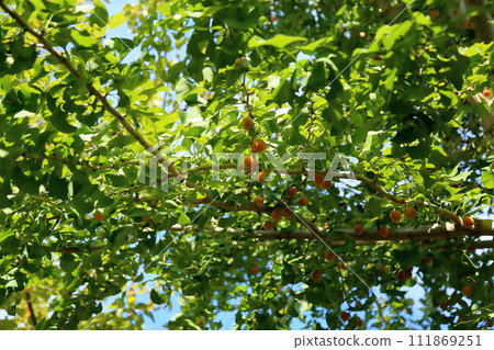 Ginkgo fruit Ginkgo fruit 111869251