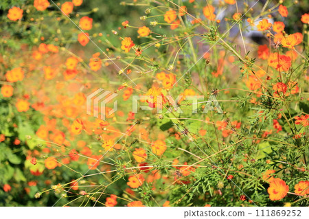 Kibana cosmos flower Kibana cosmos flower 111869252
