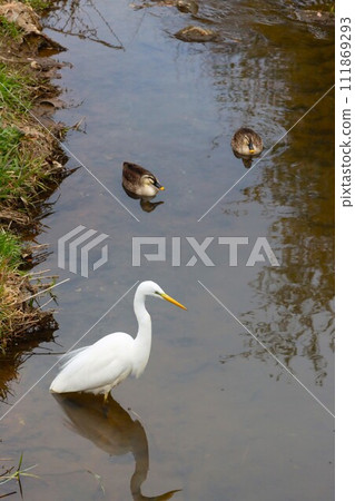 Ecological photo of a white heron and a duck swimming in a stream in Yuzunosato Moroyama Town 111869293