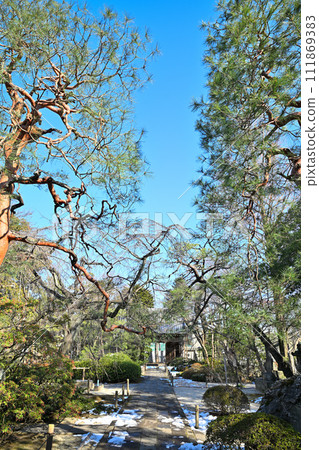 Red pine pattern tree, Nakain precincts, winter scenery Red pine pattern tree, Nakain precincts, winter scenery 111869383