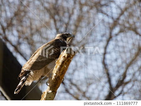 多摩動物園的鷹 多摩動物園的鷹 111869777