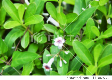 與樹木纏繞在一起的六角花（整體模糊） 111869779