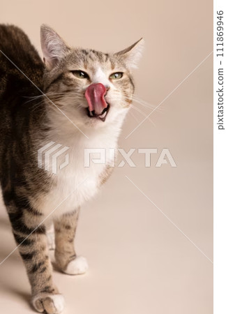 The decisive moment when a cat licks The decisive moment when a cat licks 111869946