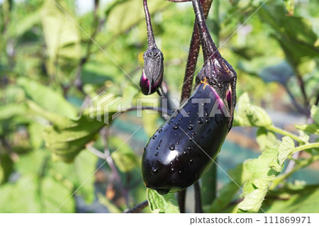 Eggplant in the field and water drops 01 Eggplant in the field and water drops 01 111869971