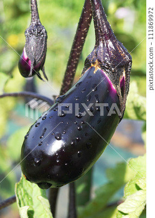 Eggplant in the field and water drops 02 Eggplant in the field and water drops 02 111869972