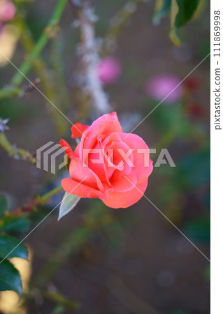 6433 玫瑰愛爾蘭薄霧 111869998