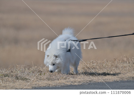 Walking with a white dog leash 111870006