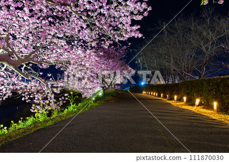 Illumination of Kawazu cherry blossoms in Minamiizu Town, Kamo District, Shizuoka Prefecture Illumination of Kawazu cherry blossoms in Minamiizu Town, Kamo District, Shizuoka Prefecture 111870030