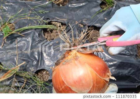 Harvesting onions13 Harvesting onions13 111870335