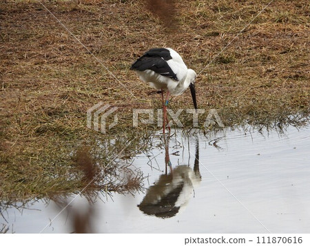 Stork reflected on the water surface Stork reflected on the water surface 111870616