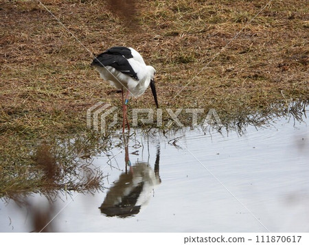 Stork Reflecting Sugaya on the water surface 2 Stork Reflecting Sugaya on the water surface 2 111870617
