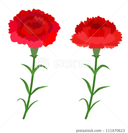 Carnation illustrations 111870623