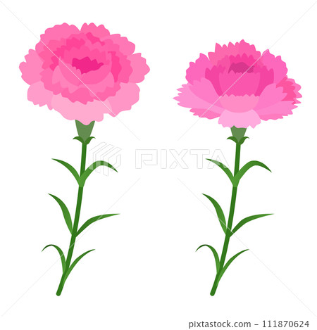 Carnation illustrations 111870624