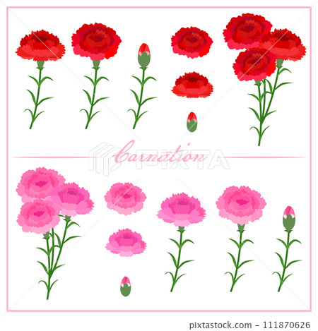 Carnation illustrations Carnation illustrations 111870626
