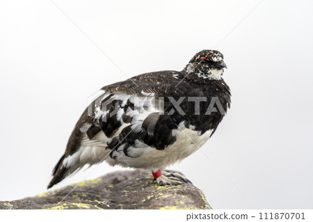 松雞，特殊的天然紀念物 111870701