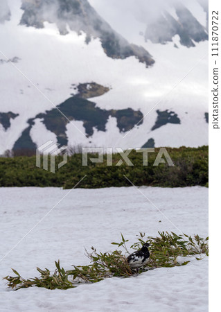 Grouse, a special natural monument Grouse, a special natural monument 111870722