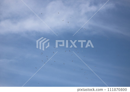 在天空中飛翔的海鷗 111870800