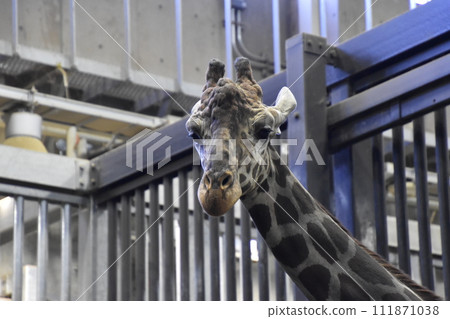 長頸鹿（圓山動物園）/北海道札幌 111871038