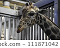 長頸鹿（圓山動物園）/北海道札幌 111871042