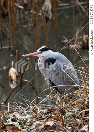 Ao-sama that aims at fish 111871072