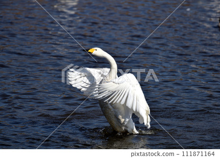 斯旺的拍打拍打著 111871164