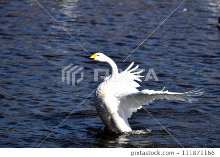 斯旺的拍打拍打著 111871166